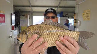고삼저수지 마리수 손맛보는중!!!