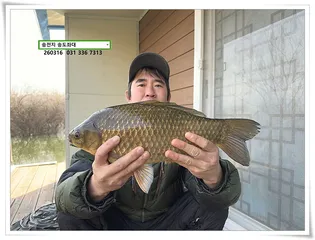 봄 볕에 4짜. 송전지 송도좌대 조황.