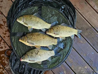 송전지 미성좌대 조황정보