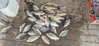 꽝없는 고삼지 양촌좌대 조황!!