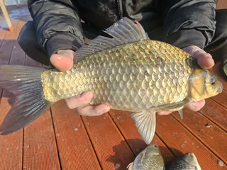 입집은 뜸해도 대물붕어 터진다! 송전지 오산집