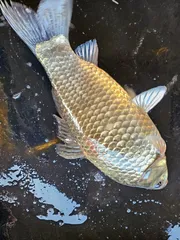 당진 가교리 낚시터 3월 15일 조황입니다