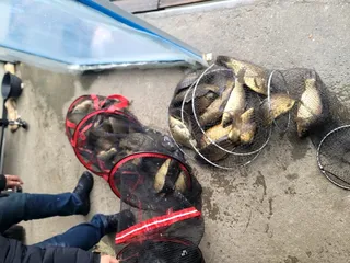 반제지 목요일조황정보입니다 