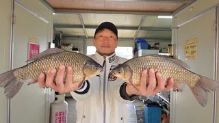 고삼지 사짜붕어 풍년!!입니다.