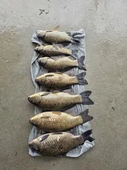 겨우내  대량방류 