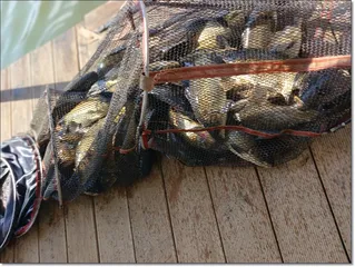 2026년 개장안내 및 조황소식