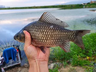 까멜리아의 스물 다섯번째 조행기입니다.