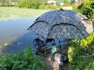 까멜리아의 여덟 번째 조행기입니다.