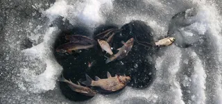 가장 해보고 싶은 낚시.