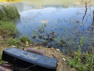 황금붕어를 찾아서..