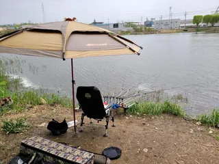 까멜리아의 일곱 번째 조행기 입니다.