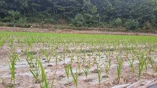 꾼이  너무 많아