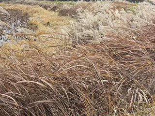 연이 잘 발달 된 토종터에서의 기분 좋은 만남