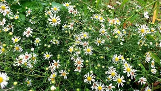 노지 조행기 시즌24화 추억속~놀이터