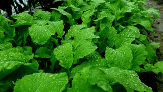 노지 조행기 시즌25화 선물^^