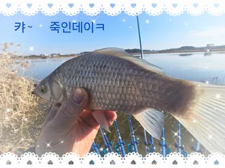 12월 마지막주 출조는 고향앞으로~