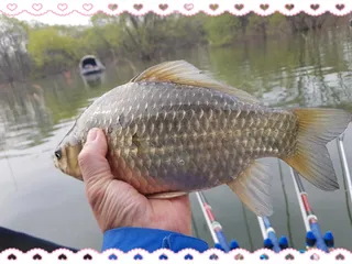 대림동곰 스피드돔 2번째 이야기~