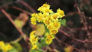 부사호 겨울 붕어낚시 시즌 시작