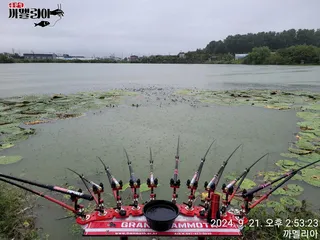 까멜리아의 쉰 한번째 '태풍도 이겨낸 열정'