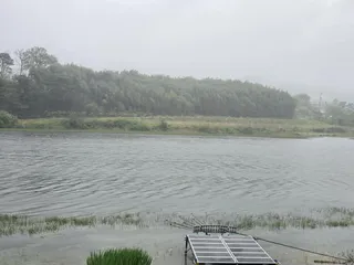 비바람 뒤에 4짜 붕어가 찾아 왔어요~