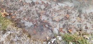 스승과 함께한 얼음낚시 마릿수 ^^