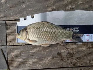 제일낚시2일간 낙시대회 4짜 대회우승 