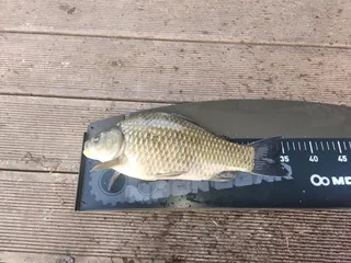 제일월척과준척때붕어 .키다리4짜허리급 .문골허리급월척 .노지상황