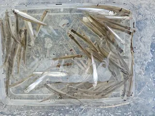 경북구미지역 빙어 물낚시 조황