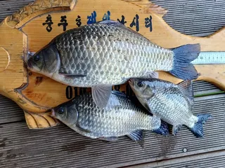 제일4짜허리급월척 