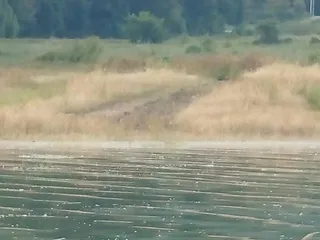 제일대물허리급월척마리수 