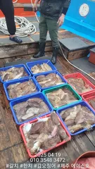 제주에이스호!!(4월19일)심해갑오징어조황입니다010 35483472~010 3860 3472{9.77톤22인승16석운영