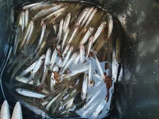 경북권 구미권 붕어,빙어 2021년 마지막 조황정보