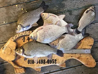 제일허리급월척 준척마리수 