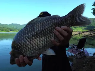경북권 구미권 9월 2주차 조황정보(구미구평낚시제공)