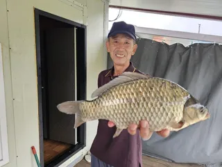 제일4짜급대물붕어 