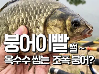 붕어이빨 이야기