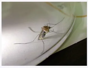 낚수꾼 뱀, 모기, 살인진드기, 숙면 예방법