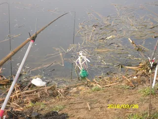 배추자루의 변신