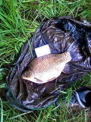 직장인들의 새물찬스노리기