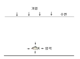 기압이 붕어의 활성도에 미치는 영향