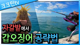 직결채비로 갑오징어 낚시 / 오징어 튀김
