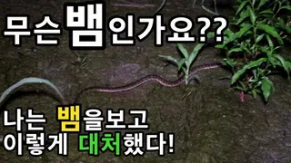 무슨뱀 인가요 낚시중에 ㅠㅠ