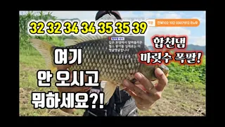 합천댐 마릿수 폭팔