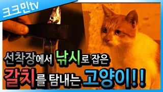 신시도항 풀치 잘나오네요