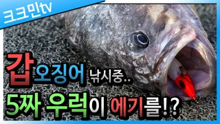 갑오징어 낚시 / 가지채비 / 갑오징어 통찜