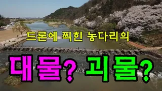 물밑에서 움직이는 이 그림자의 정체는 무엇인가요
