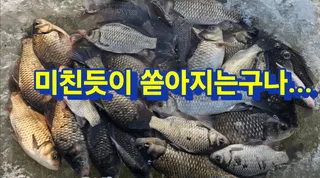 붕어 천국