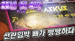 화성권 사각둠벙 산란임박 26년 첫 4짜~41cm외 마릿수 #fishing #붕어낚시