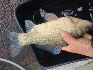 2026 첫 번개낚시에 첫허리급