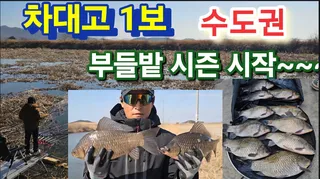 부들밭 월 허리 마릿수